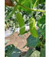 Cucumber / Kakri F1 Iris Ganesha 20 grams